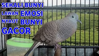 Download lagu Perkutut Lokal Gacor Suara Super Kristal - Pancingan Malas Bunyi  (99%AMPUH BANGET) mp3