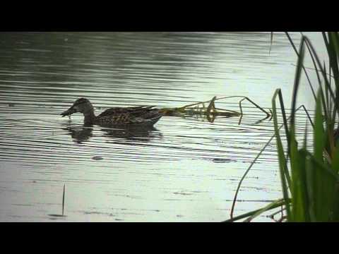Blue-Winged Teal Boultham Mere 17.09.13