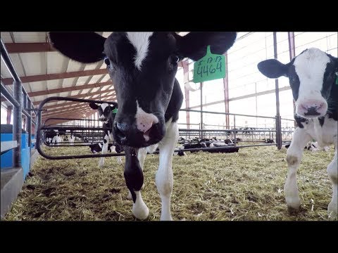 TLK Dairy’s new state-of-the-art commodity barn and indoor calf nursery