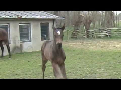 Foal 1 mois Viscount X Don Juan