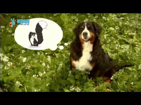 Löwenzähnchen 19 Keks und die fliegende Nuss