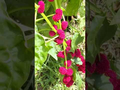 アカザ科 - 定義