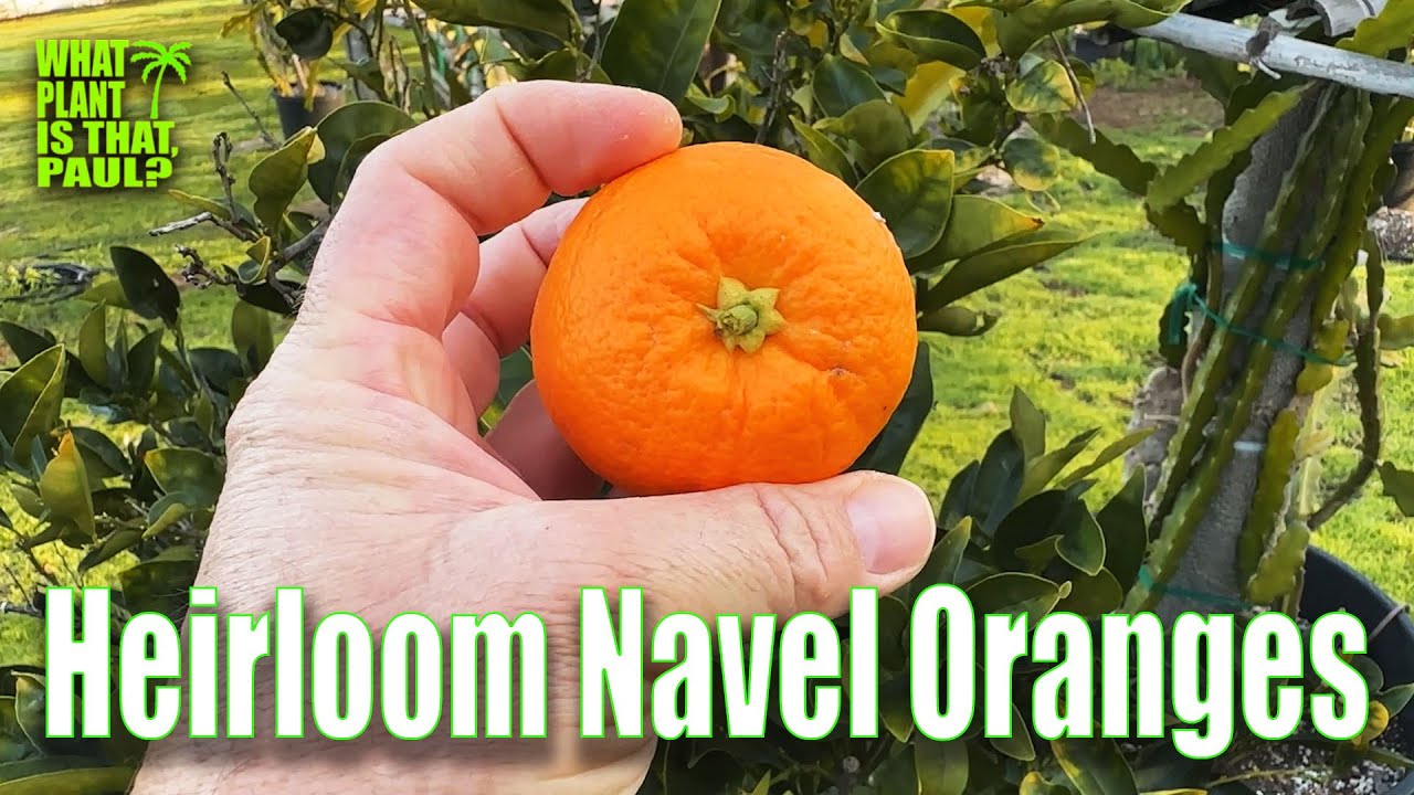 Heirloom Navel Oranges TASTE and REVIEW / ALSO A NAVEL HANDPICKED FROM MY YARD