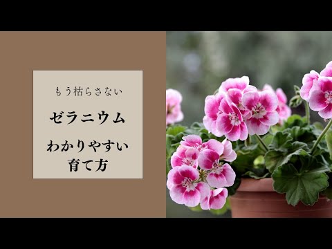ゼラニウムの水やり：開花を促すために水に何を加えることができますか？  庭園