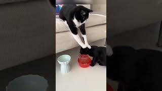 Download lagu Full Video: https://youtu.be/YtDCr8J52lg?is=dNABbf5XUO9ITuvC #viral #funnyvideo #animals mp3