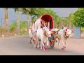 Excellent Bullock Cart Journey In Maharashtra
