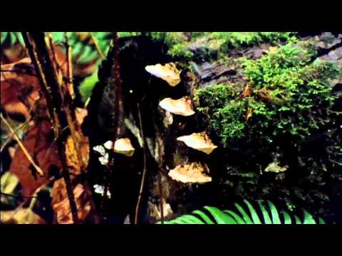 The Oregonian - Bande annonce