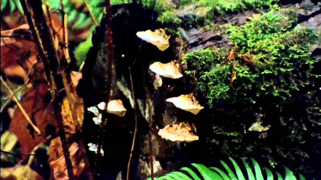 Miniature de la vidéo The Oregonian - Bande annonce du film The Oregonian