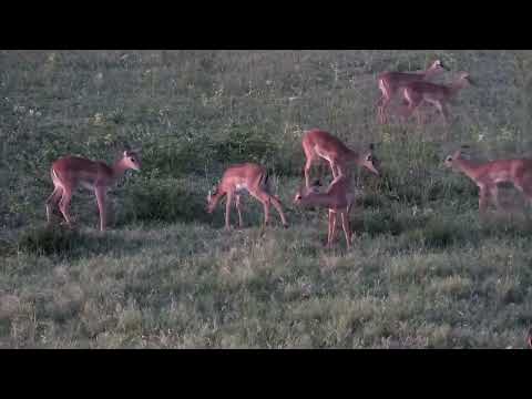 Djuma: Impalas with many lambs and Wildebeest bull - 18:33 - 12/01/2022