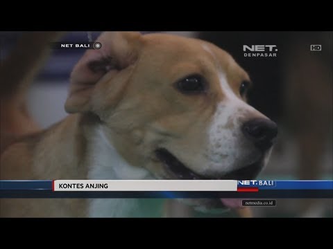 NET. BALI - RATUSAN ANJING IKUTI AJANG BALI DOG SHOW 2017