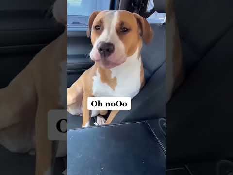 #funnyvideo#dog#prankpet#pet#doglover