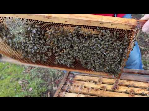 Master beekeepers Binder and Eberhard: Part 2, Adaptation and feeding