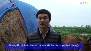 Hướng dẫn kỹ thuật bảo vệ gia súc gia cầm tkhi thời tiết chuyển lạnh đột ngột