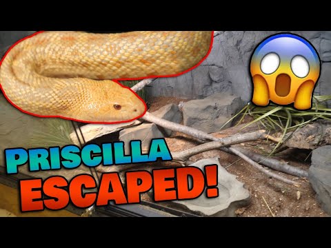 Our Bullsnake Escaped her Zoo Enclosure!