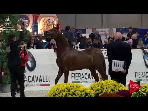 N.159 PERSEUS KA - Verona 2017 - 3 Years Old Colts (Class 6)