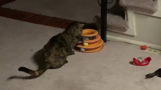 Tortoiseshell Cats Videos