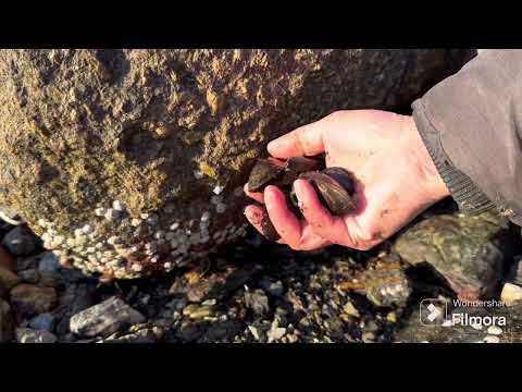 Foraging Mussels on a beach in Stavanger 🇳🇴 
