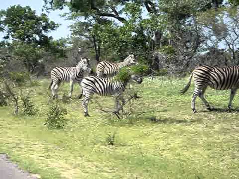 Zebra Crossing 2