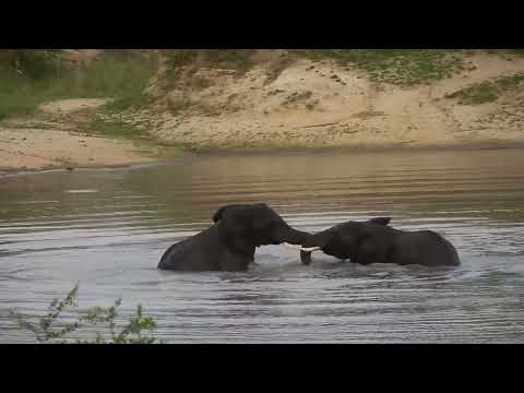 Djuma: Two Younger Elephant bulls having some water play - 18:15 - 11/09/2023