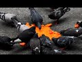 Doves by Armand Hammer