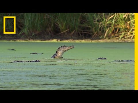 An Alligator’s Gourmet Lunch | America's National Parks