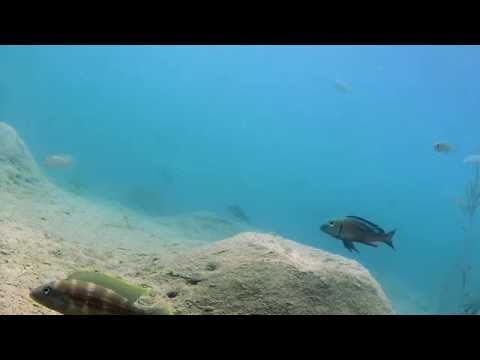 Callochromis e Aulonocranus interazioni