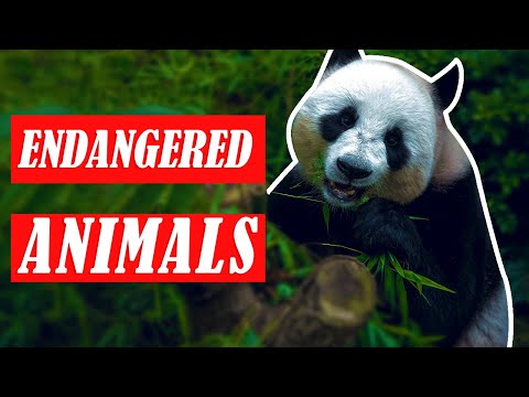 What is the most endangered animal | list of endangered animals | Global Encyclopedia