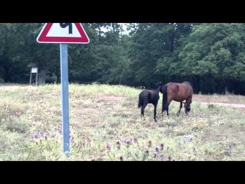 Cavalli sanfratellani, al pascolo, in contrada" ciccardo"2014 07 21 1224