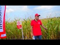 Насіння кукурудзи ЛГ 30215
