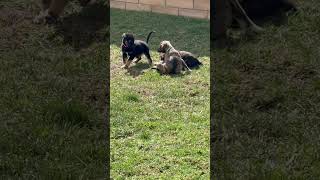 Video preview image #1 Mutt Puppy For Sale in San Diego, CA, USA