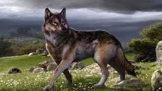 Prehistoric Predators Killer Wolf