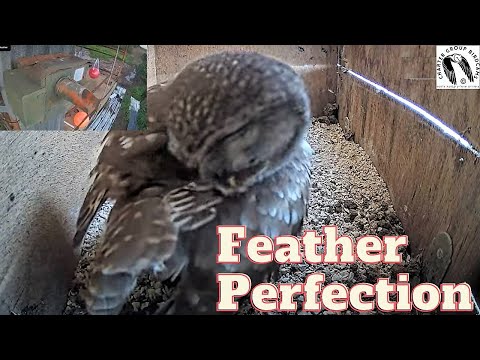 The Cute Ritual of a Little Owl Preening Its Feathers