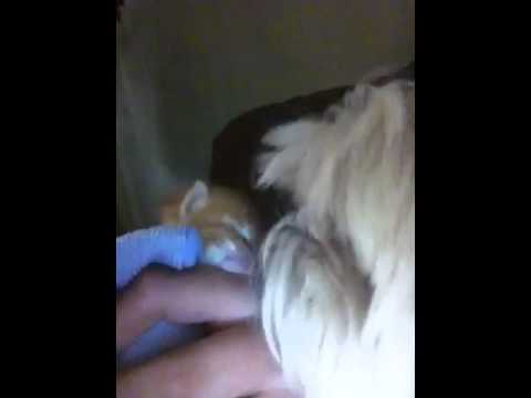 Dog licking baby kitten