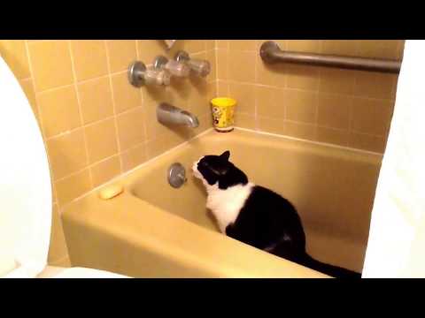 My cat drinking water from the bath tub