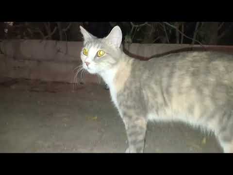 Funny cat sound 😺 Cat Videos #cat #catsound #catshorts