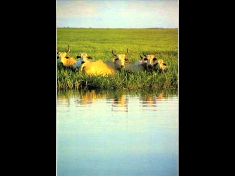 FG Llano Adentro - Nelson Morales