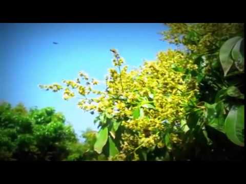 Handakare Amba Mal wata Bamaru natanna - Rohana Weerasinghe