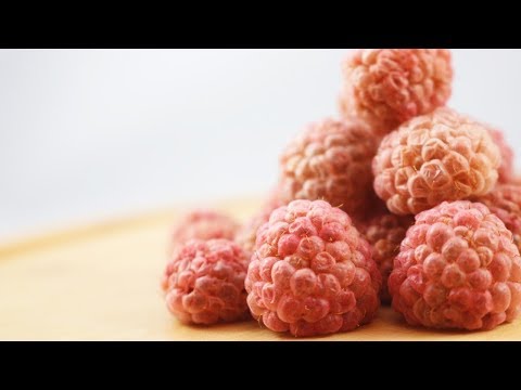 download lagu mp3 mp4 Dehydrator Raspberries, download lagu Dehydrator Raspberries gratis, unduh video klip Dehydrator Raspberries