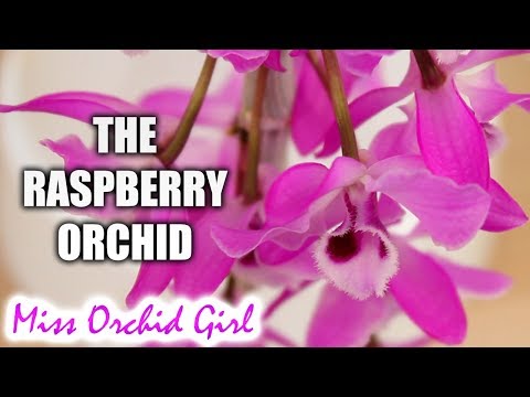 Orchids with fuzzy flowers #1 - Dendrobium parishii care tips