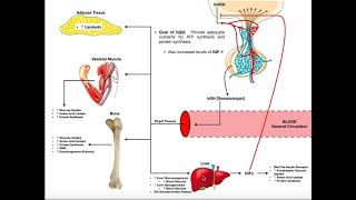 Specific Hormones | Functions of Growth Hormone (hGH)