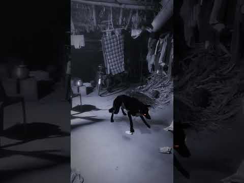 jackal sound night 😱😱 #shortsvideo #ytshortindia