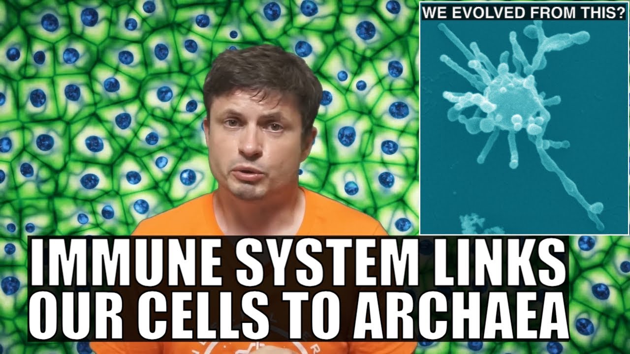 Even More Undeniable Proof That Our Cells Evolved From Asgard Archaea