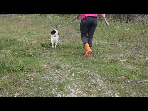 Vídeo de INDIO