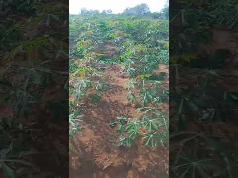 penyiangan batang(miwil)awal ketika singkong umur 1.5bln maximal utk hasil yg memuaskan