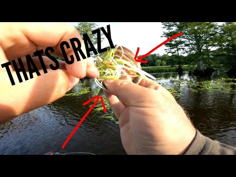 Chatterbait choke job ( ft. GONEFISHING804 )