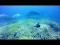 Dive Trip Philippines + Micronesia - Part 2: The Mantas of Yap @ "Stammtisch" HD