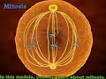 MITOSIS 3D ANIMATION Phases Of Mitosis PROPHASE METAPHASE ANAPHASE TELOPHASE