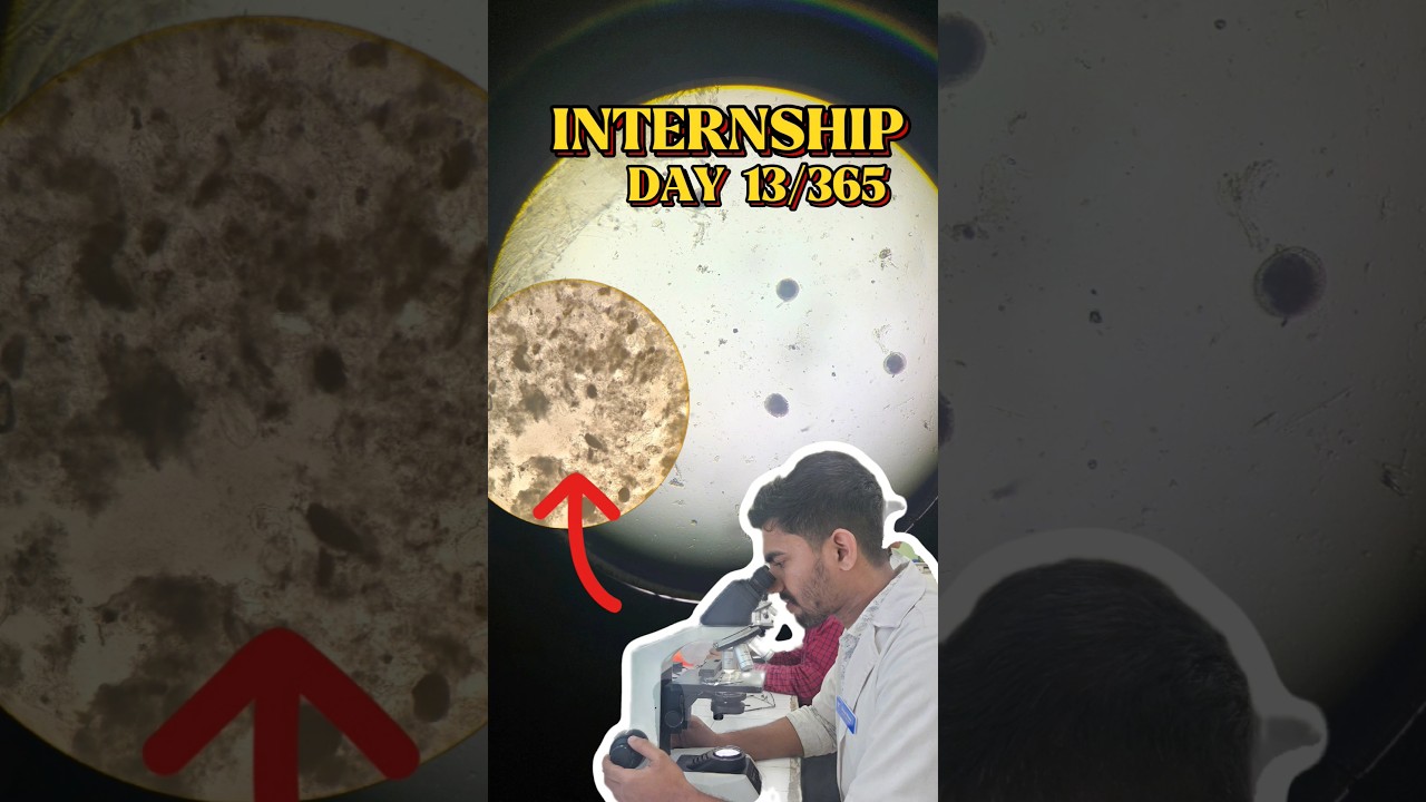 Internship Day 13/365 | 365 Days Internship Day Vlog #vet #vetintern #veterinary #cau#shorts#mizoram