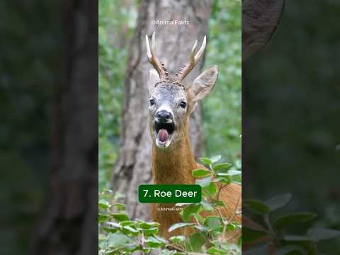 The 10 Weirdest Animal Sounds #shorts