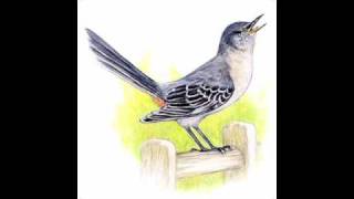 Won me a Mockingbird